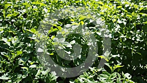 Green young potato plants growing in garden in HD VIDEO. Close up.