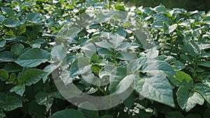 Green young potato plants growing in garden in HD VIDEO. Close up.