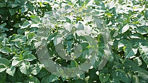 Green young potato plants growing in garden in HD VIDEO. Close up.