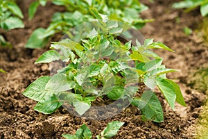 Green young potato plants in row growing in garden on brown soil. Close up.