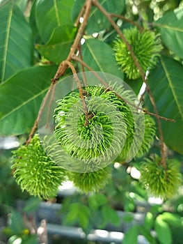 Green young rambutan