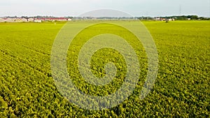 Green young rice field texture. Green rice plants growing. Aerial View