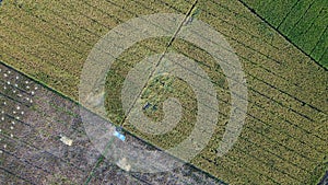 Green young rice field texture. Green rice plants growing. Aerial View