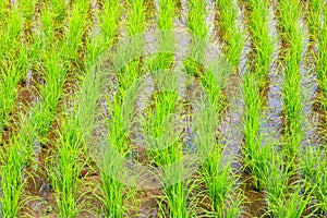 Green young rice sprout ready to growing in the rice field
