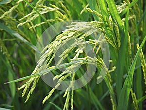 Green young rice (Oryza sativa) in the rice field photo