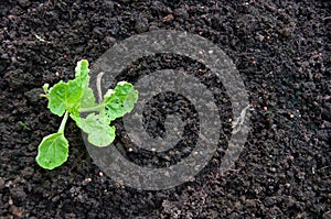 Green young seedling of plant in a brown soil