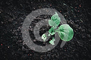 Green young seedling of plant in a brown soil