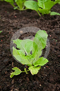 Green young seedling of plant in a brown soil