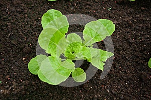 Green young seedling of plant in a brown soil