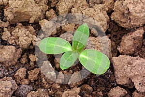 Green young seedling of plant growing out of dry unfertile soil
