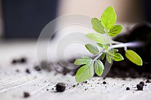 Green, young seedling tomatoes