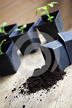 Green, young seedling tomatoes