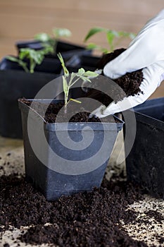 Green, young seedling tomatoes