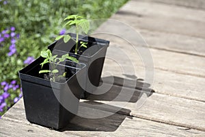 Green, young seedling tomatoes