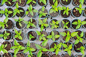 Green young seedlings of bell pepper in round plastic pots. Organic farming. Growing vegetables