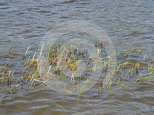 Green young shoots of reeds sprout from the water surface