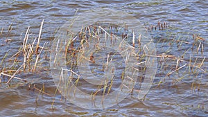 Green young shoots of reeds sprout from the water surface