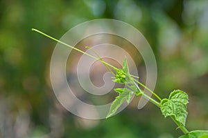 Green young shoots - The Young shoots  of  of the ivy on blurred nature background. The green soft ivy climbs in the direction of