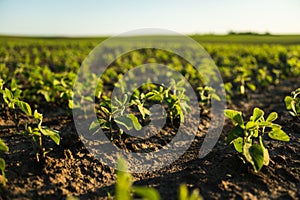 Green young small leaves of soybean plant. Agricultural plant during the period of active growth in the field. Selective