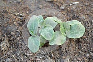 Green young sponge gourd on the ground