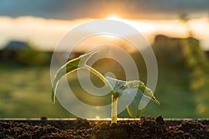 Green young sprout on a soil , sunset, natural.