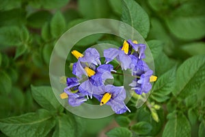 Green young sprouts and flowers of potatoes on a bed, garden plot