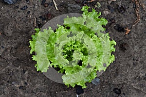 Green young sprouts of lettuce leaves on a bed, garden plot