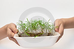 Green young sprouts in plastic box, white background with copy space. Child hands are holding container with sprouts