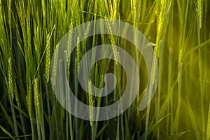 Green young and still immature barley grows, close-up. Agricultural crop of barley. Agriculture for obtaining grain