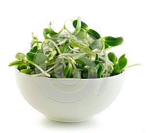 Green young sunflower sprouts in the bowl on white bac