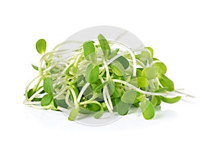 Green young sunflower sprouts