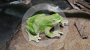 A green toad sitting near the pond.