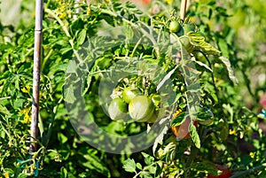 green young tomatoes on bench.