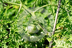 green young tomatoes on bench.