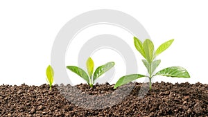 Green young tree plant sprout growing out from the soil, environment earth day concept
