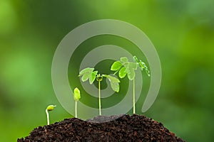 Green young tropical plants growing on fertile soil photo