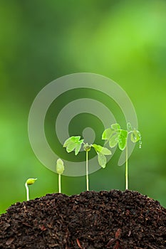 Green young tropical plants growing on fertile soil photo