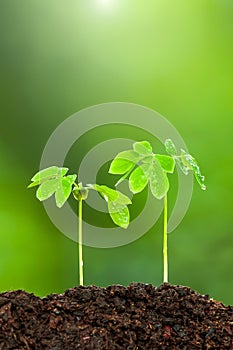 Green young tropical plants grownig on fertile soil photo