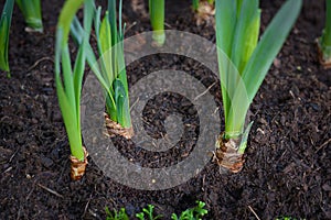 Green young tulip plant with bulbs in soil