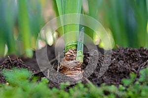 Green young tulip plant with bulbs in soil