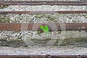 Green young twigs grew on gray stone steps.