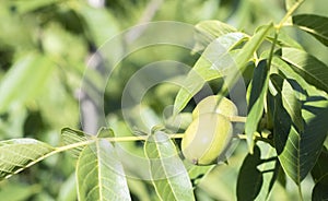 Green young walnuts grow on a tree. Variety Kocherzhenko close-up. The walnut tree grows waiting to be harvested. Green leaves