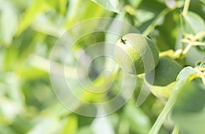 Green young walnuts grow on a tree. Variety Kocherzhenko close-up. The walnut tree grows waiting to be harvested. Green leaves