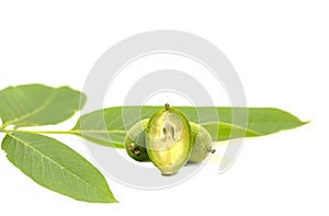 Green young walnuts in husks with walnut leaves on white background