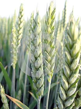 Green Young Wheat