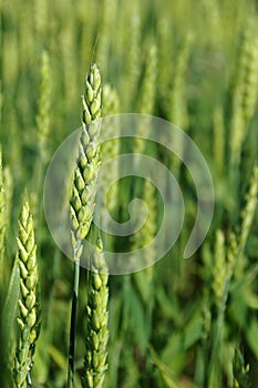 Green Young Wheat