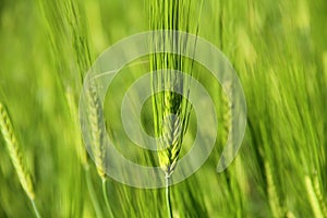 Green Young Wheat