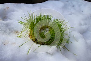 Green, young wheat seedlings in my sunny, snowy organic garden,