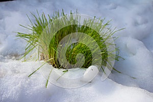 Green, young wheat seedlings in my sunny, snowy organic garden,