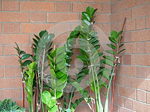 Green zamia plant